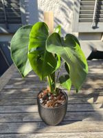 Monstera deliciosa mit Rankstab (ohne Übertopf)