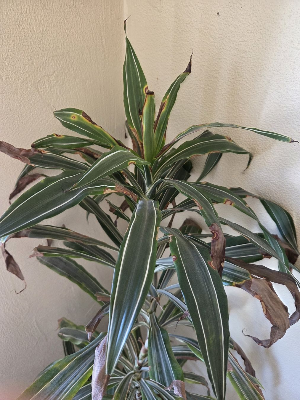 Plantes & graines: Drachenbaum – D'occasion à Wädenswil par weihpos 2