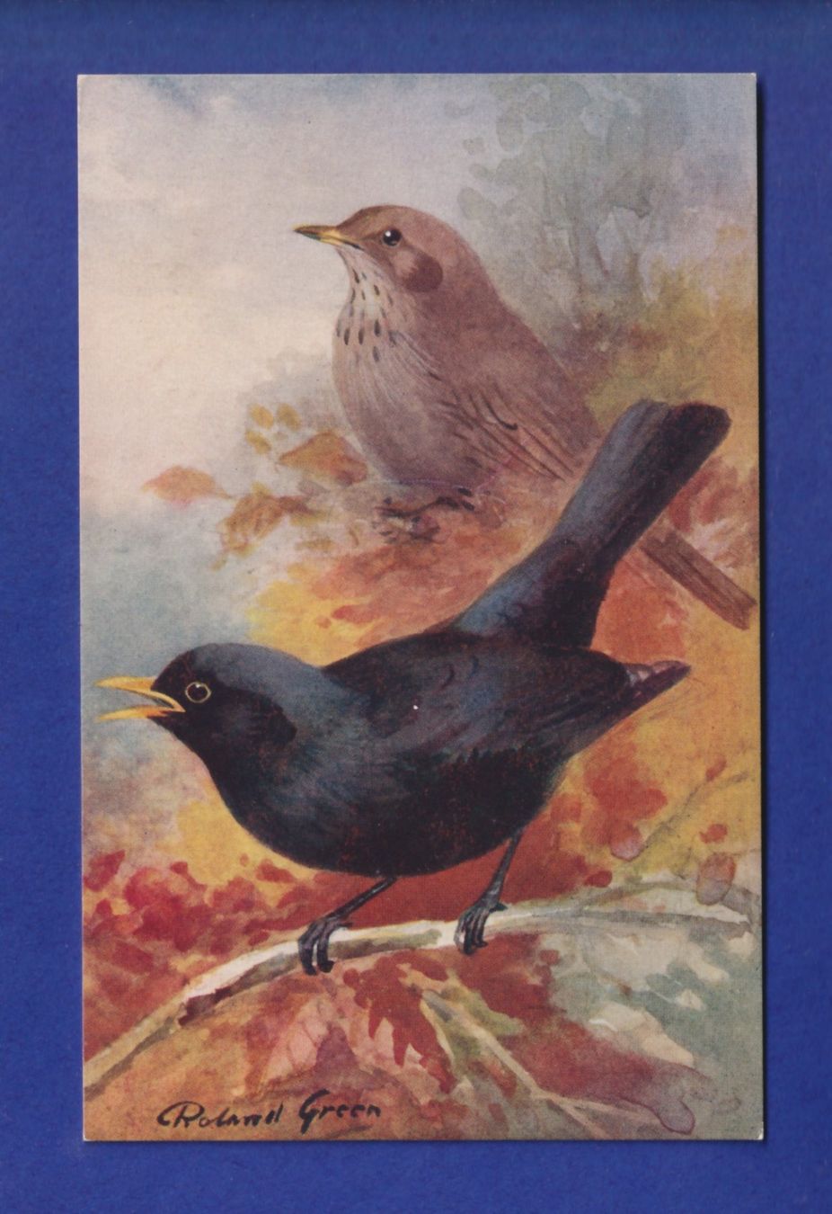 Cartoline postali: OISEAU - Merle – Usato da Pully venduto da nicecards-shop