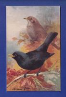 OISEAU - Merle