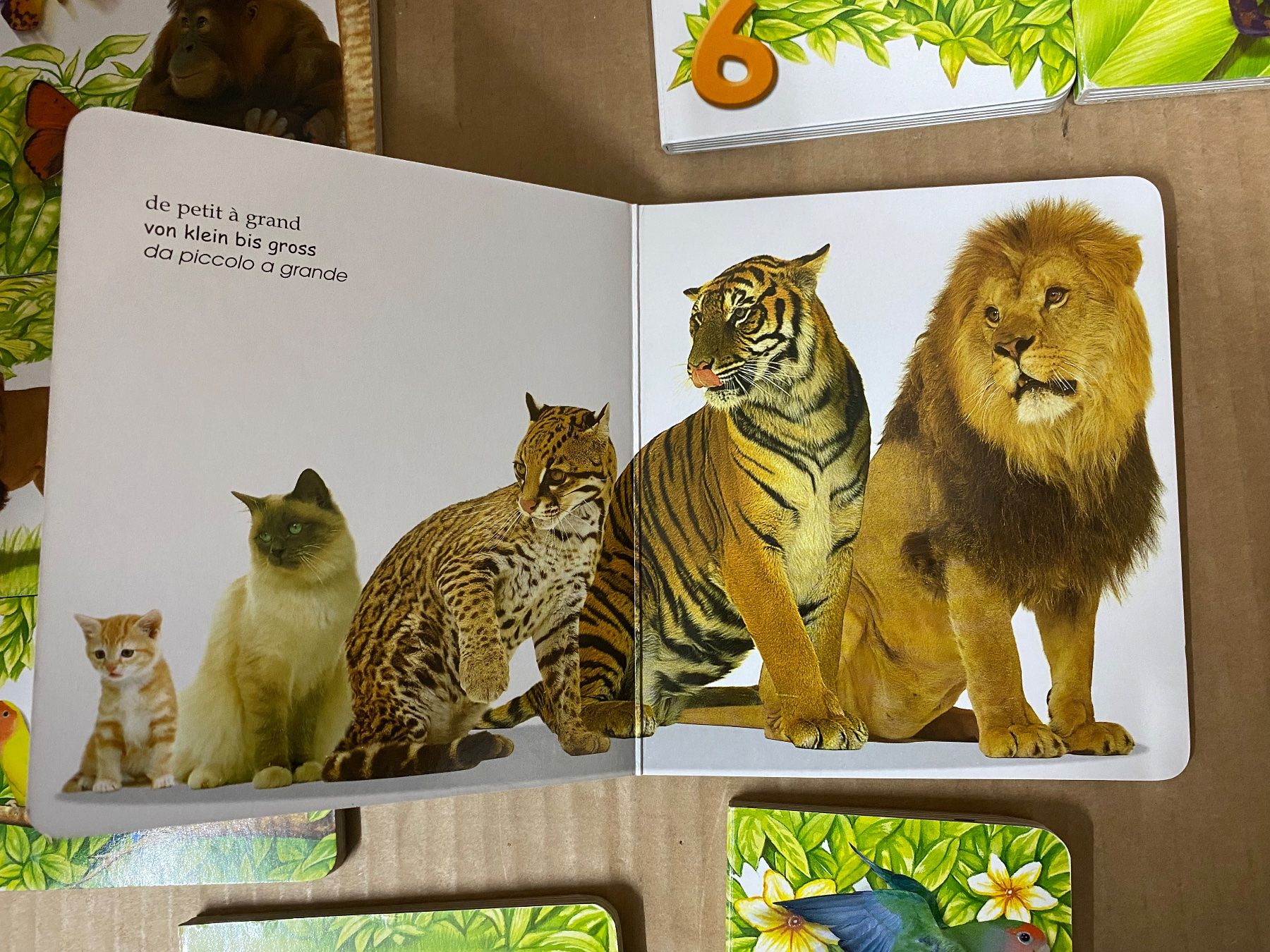 Bücher: Zoo Bücher (vergleiche) – Gebraucht aus Eschlikon TG von ArtRec 6
