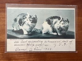 Postkarte Katzen 1899  R826)