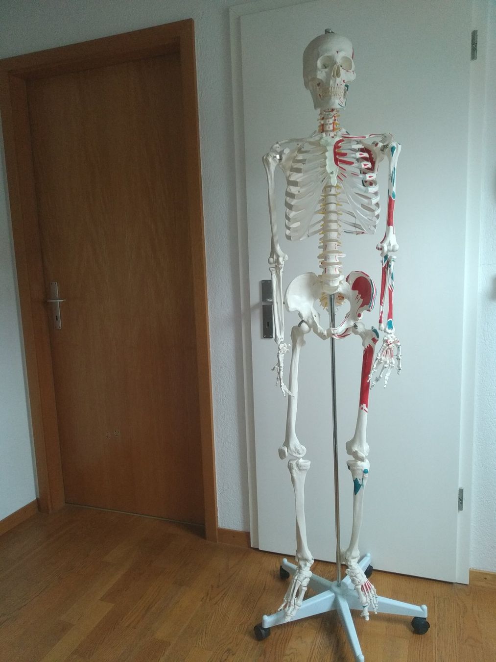 Medizinische Geräte: Squelette Oscar pour anatomie. – Gebraucht aus Nyon von