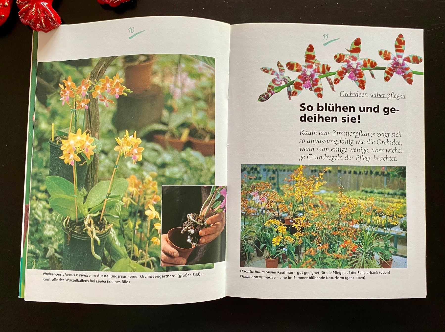 Libri: ORCHIDEEN / RATGEBER – Usato da Nussbaumen AG venduto da schuba2000 4