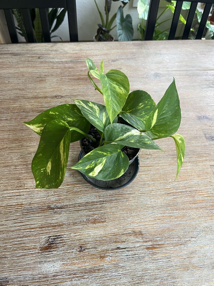 Piante & sementi: Pothos/Efeutute🌱 – Nuovo (secondo la descrizione) da Zürich venduto da Tamimi