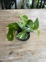 Pothos/Efeutute🌱
