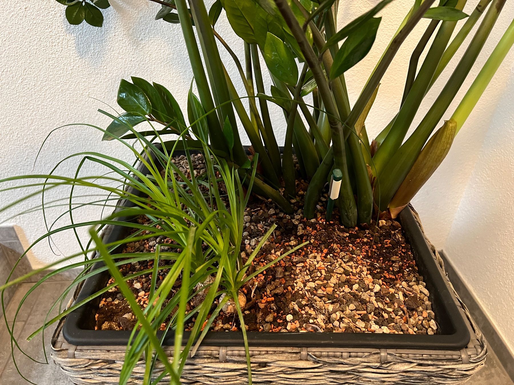 Pflanzen & Samen: Zamioculcas Zamiifolia Glücksfeder – Gebraucht aus Balzers von Alannah 2