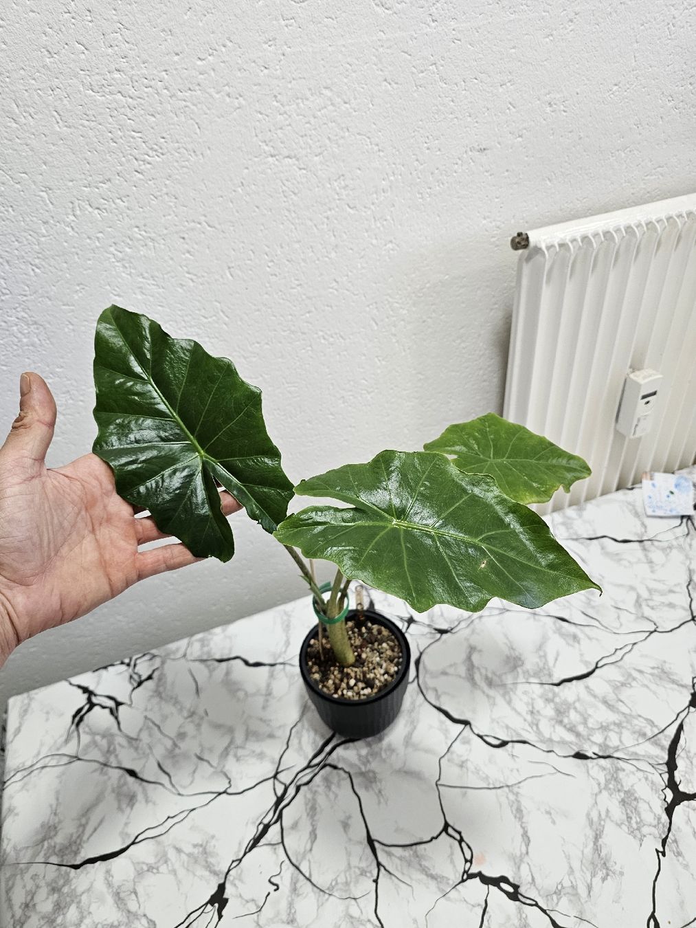 Piante & sementi: Alocasia Portodora  – Nuovo (secondo la descrizione) da Utzenstorf venduto da Dac_mk 2