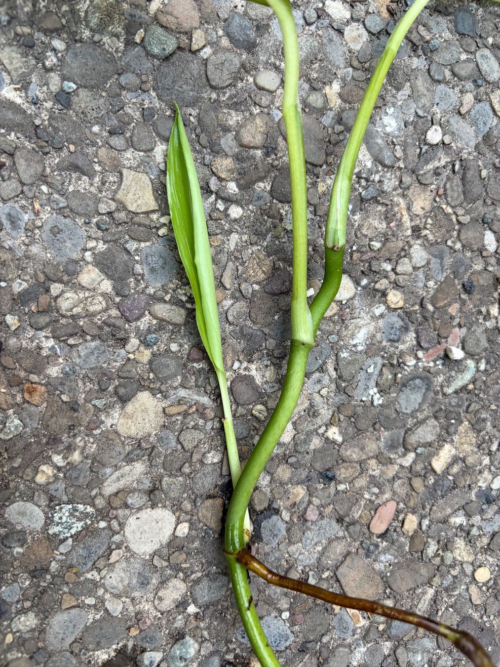 Pflanzen & Samen: Epipremnum amplissimum Silver Leaf gut bewurzelter Steckling – Neu (gemäss Beschreibung) aus Winterthur von Aniger 5