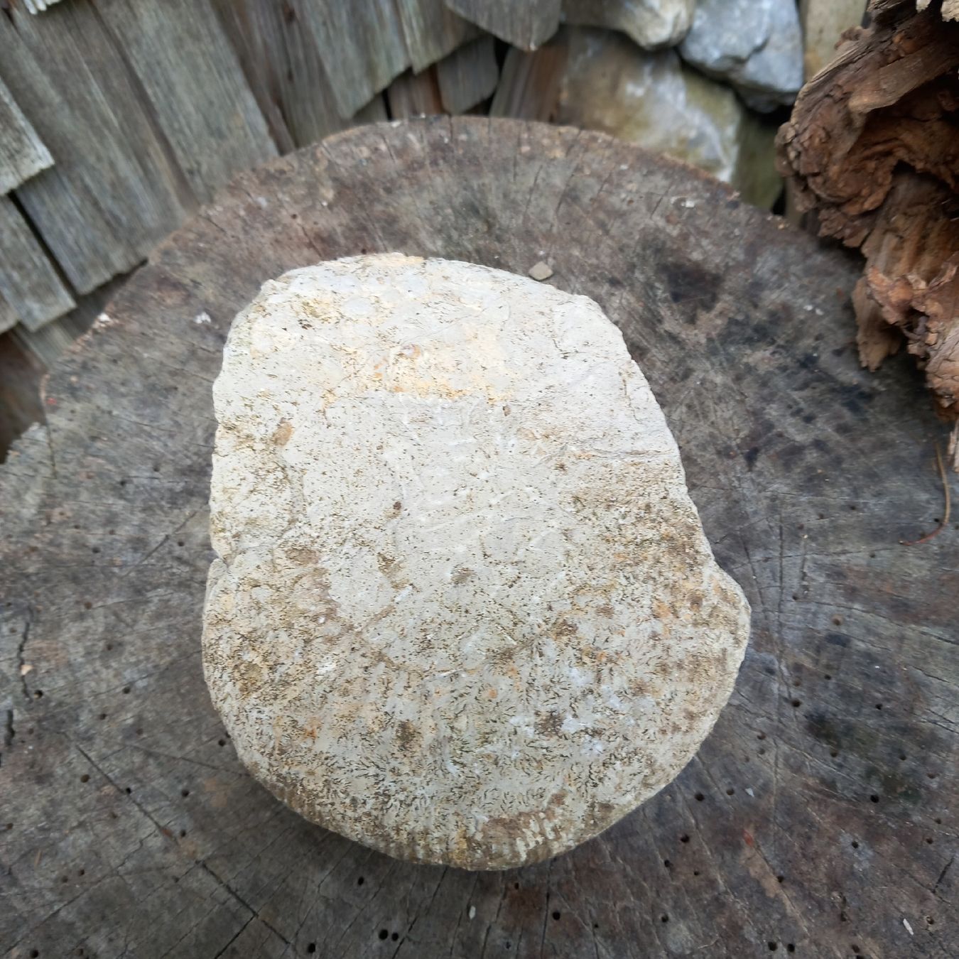 Fossiles: Fossil Stein – D'occasion à Ebnat-Kappel par blazzi