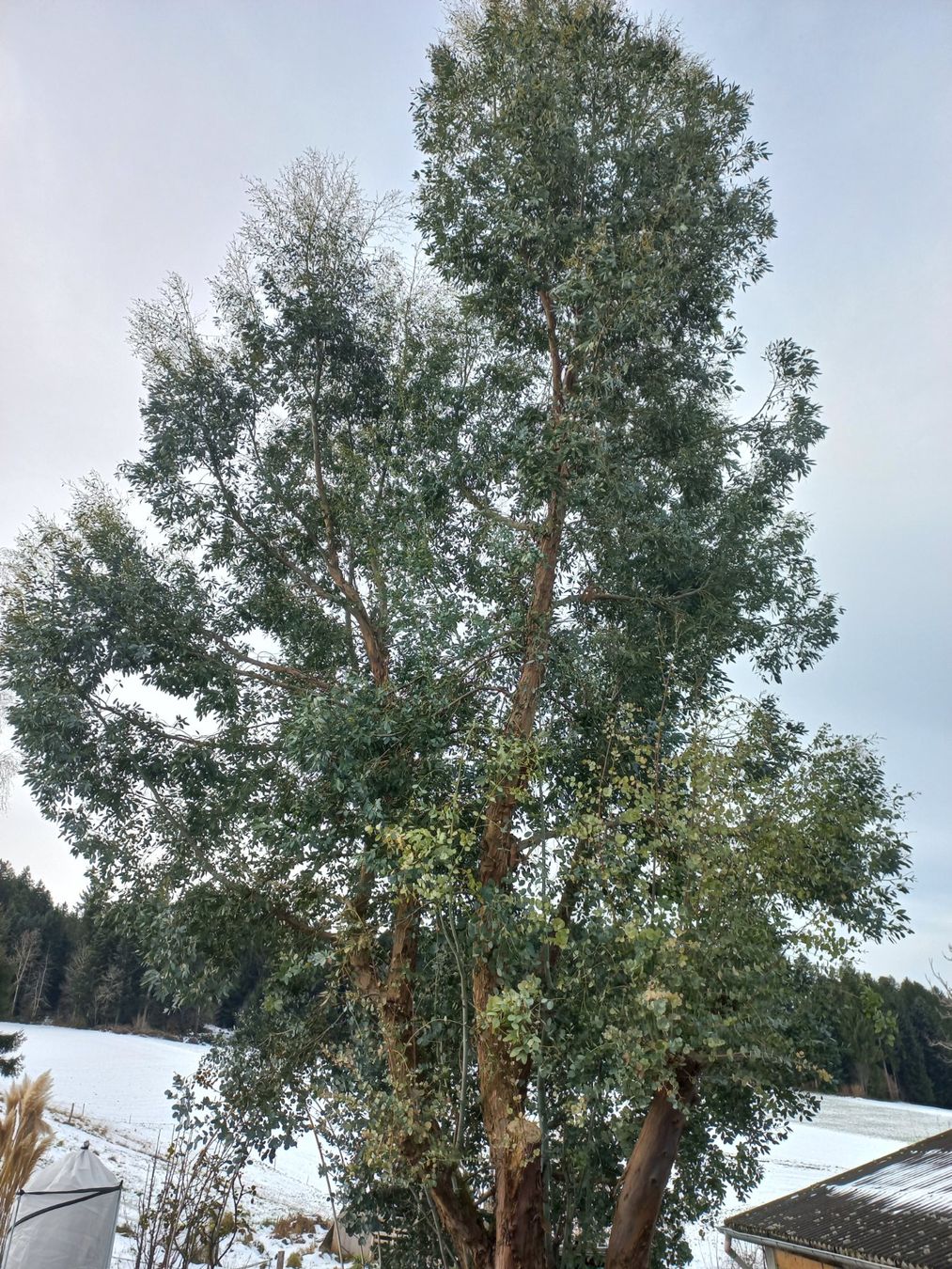 Piante & sementi: Winterharte, immergrüne Eukalyptus – Usato da Oberbalm venduto da Ssilvia