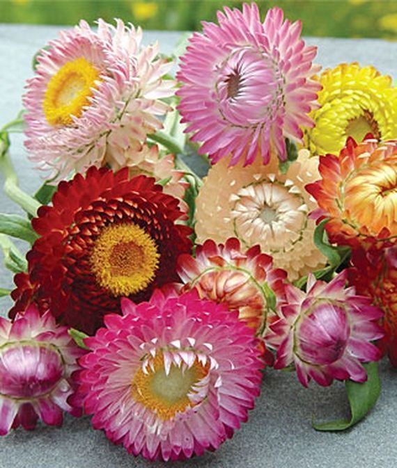 Pflanzen & Samen: 500 Samen Strohblume SWISS GIANT MIX – Neu (gemäss Beschreibung) aus Ehrendingen von VerveinaSamen 2