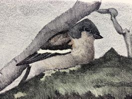 DOMINIQUE COSANDEY LITHOGRAPHIE ORIGINALE "OISEAU"