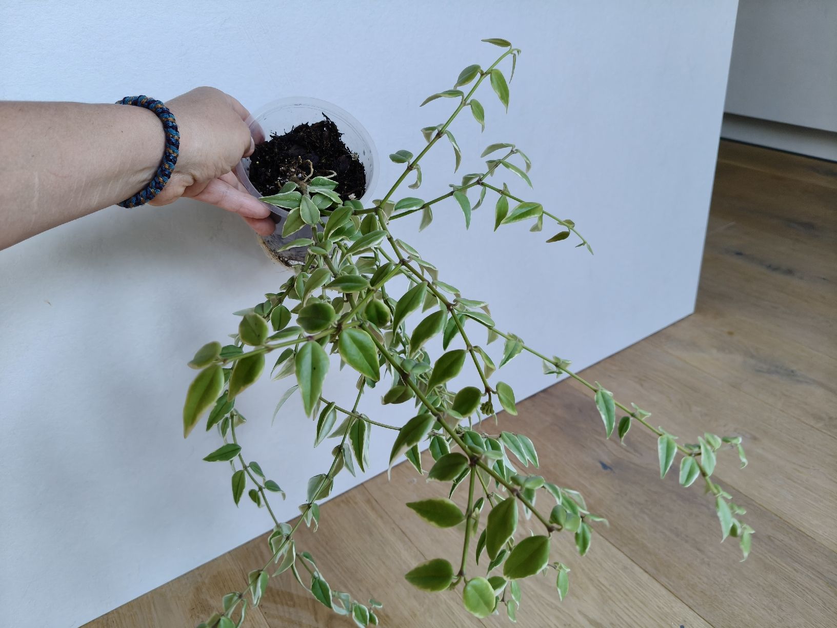 Plantes & graines: Hoya Bella Variegata – D'occasion à Chamoson par Yuriyaa 2
