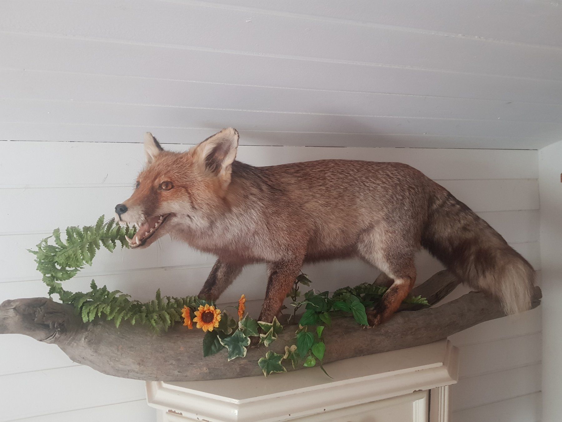 Il mondo degli animali: Fuchs Präparat – Usato da Liestal venduto da crystallized