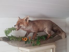 Fuchs Präparat