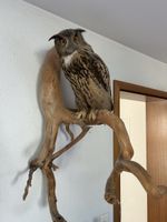 Uhu als Wanddekoration guter Zustand
