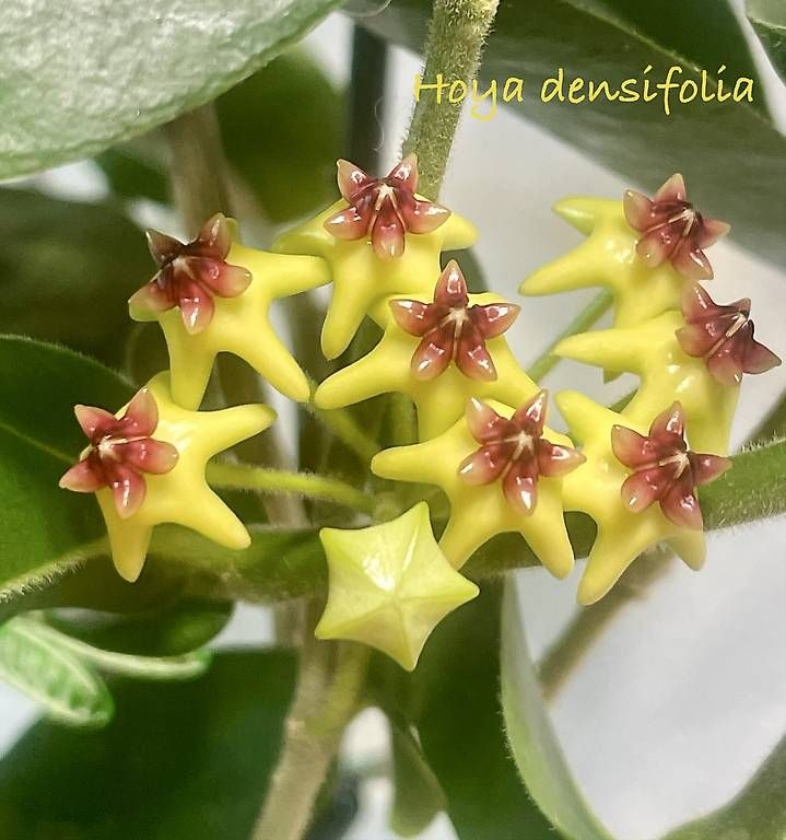 Plantes & graines: Hoya densifolia – Neuf avec emballage d'origine à Schönholzerswilen par Leavylounge 2