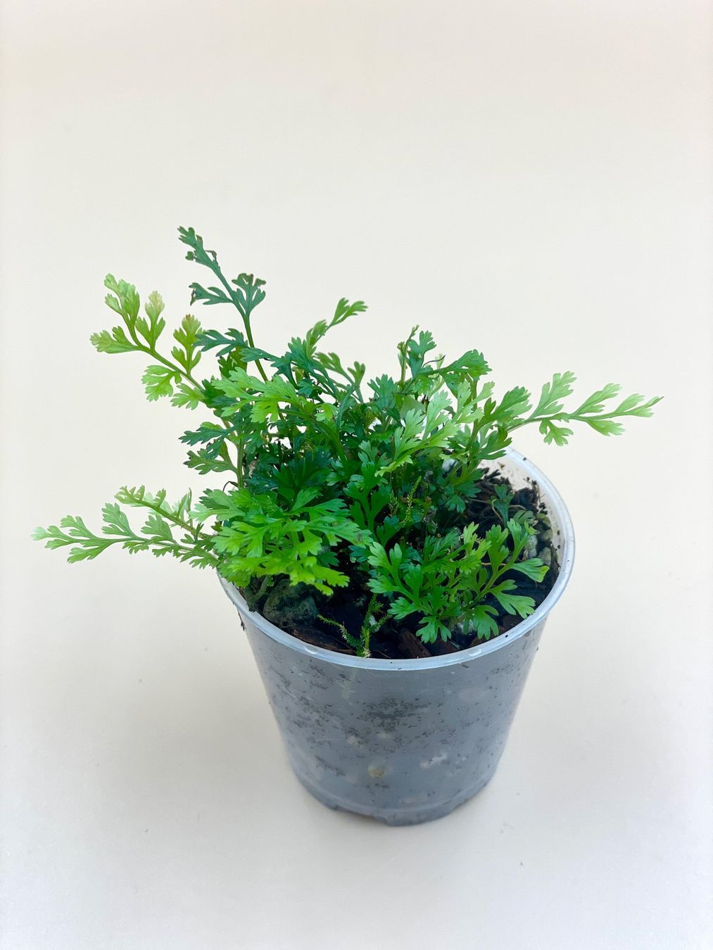 Piante & sementi: Bolbitis heteroclita "difformis" - Terrariumfarn – Nuovo (secondo la descrizione) da Zürich venduto da Leafscape