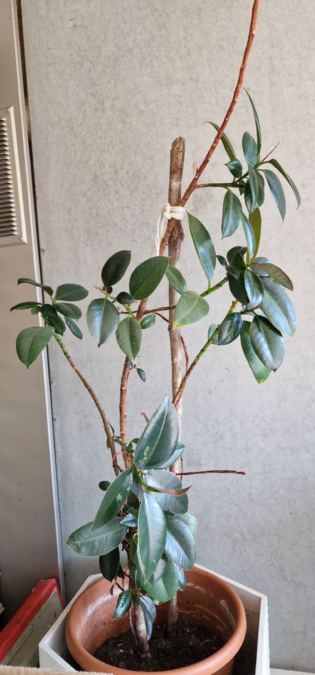 talea di monstera Monstera Deliciosa Variegata L