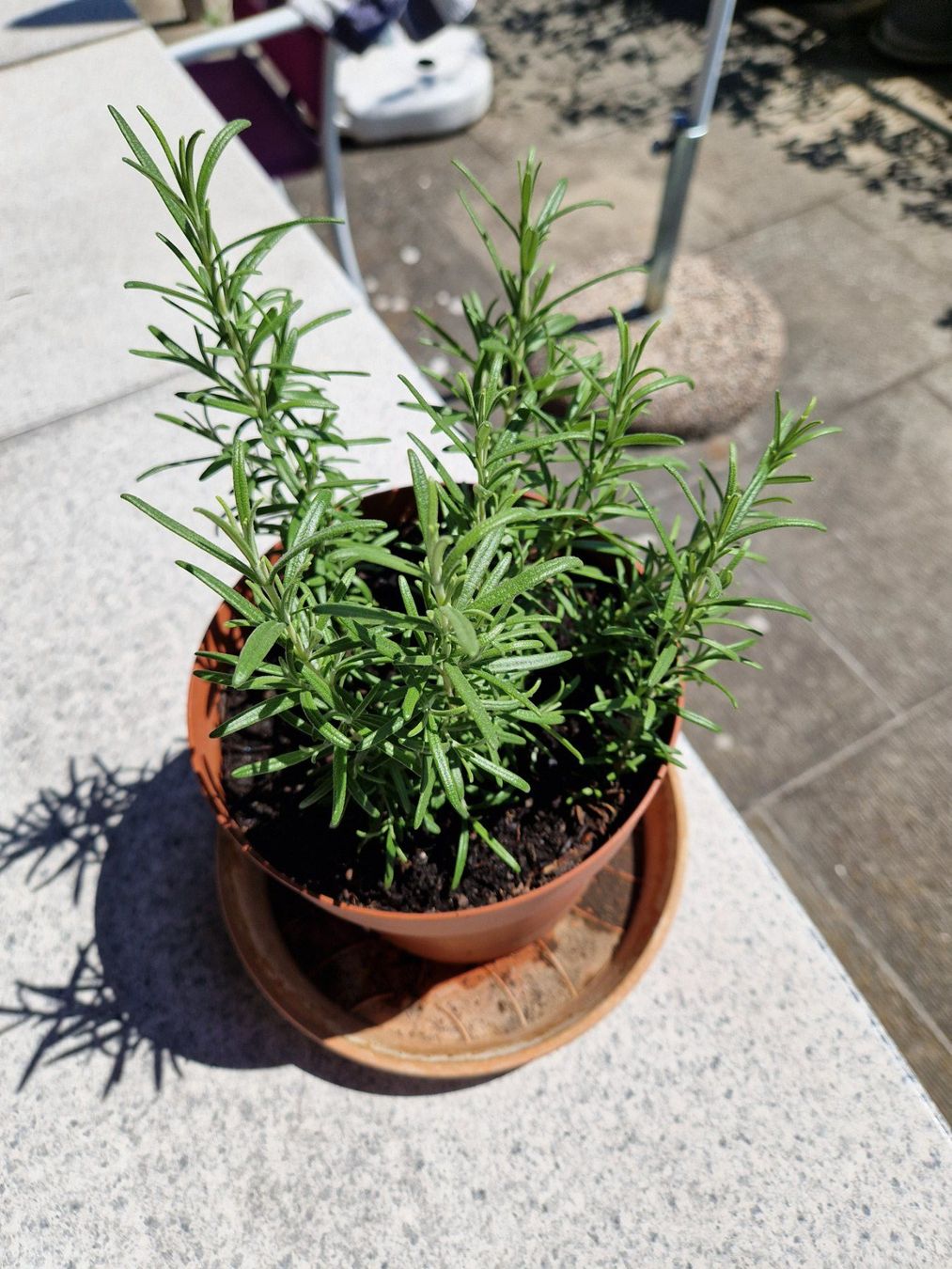 Piante & sementi: Balkon-/Gartenpflanze: Rosmarin – Usato da Münchenbuchsee venduto da Aare22 6