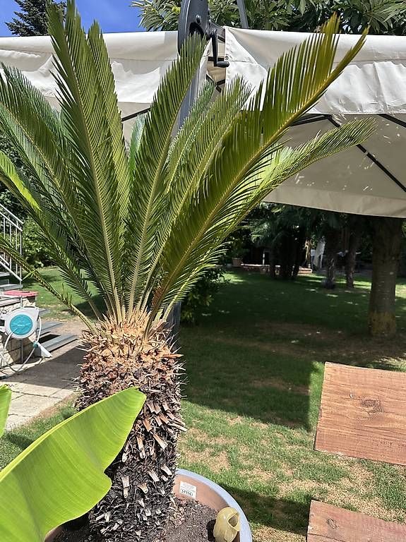 Pflanzen & Samen: Friedenspalme, Cycas Revoluta – Gebraucht aus Basel von Pithoch4 2