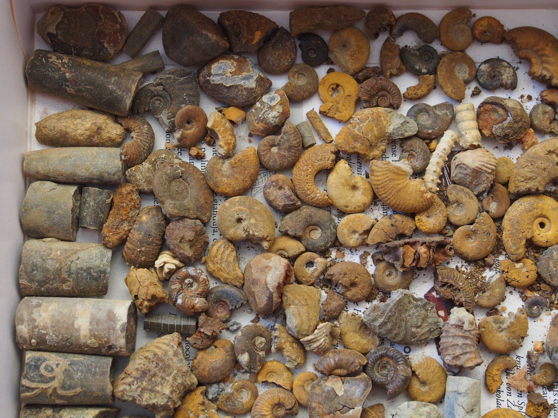 Fossili: lot de petits fossiles +de 500 g – Usato da Ovronnaz venduto da Etagne68 6