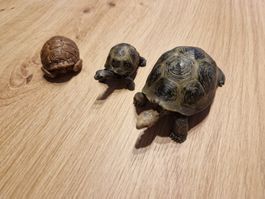 Zu Verkaufen Schildkröten Familie