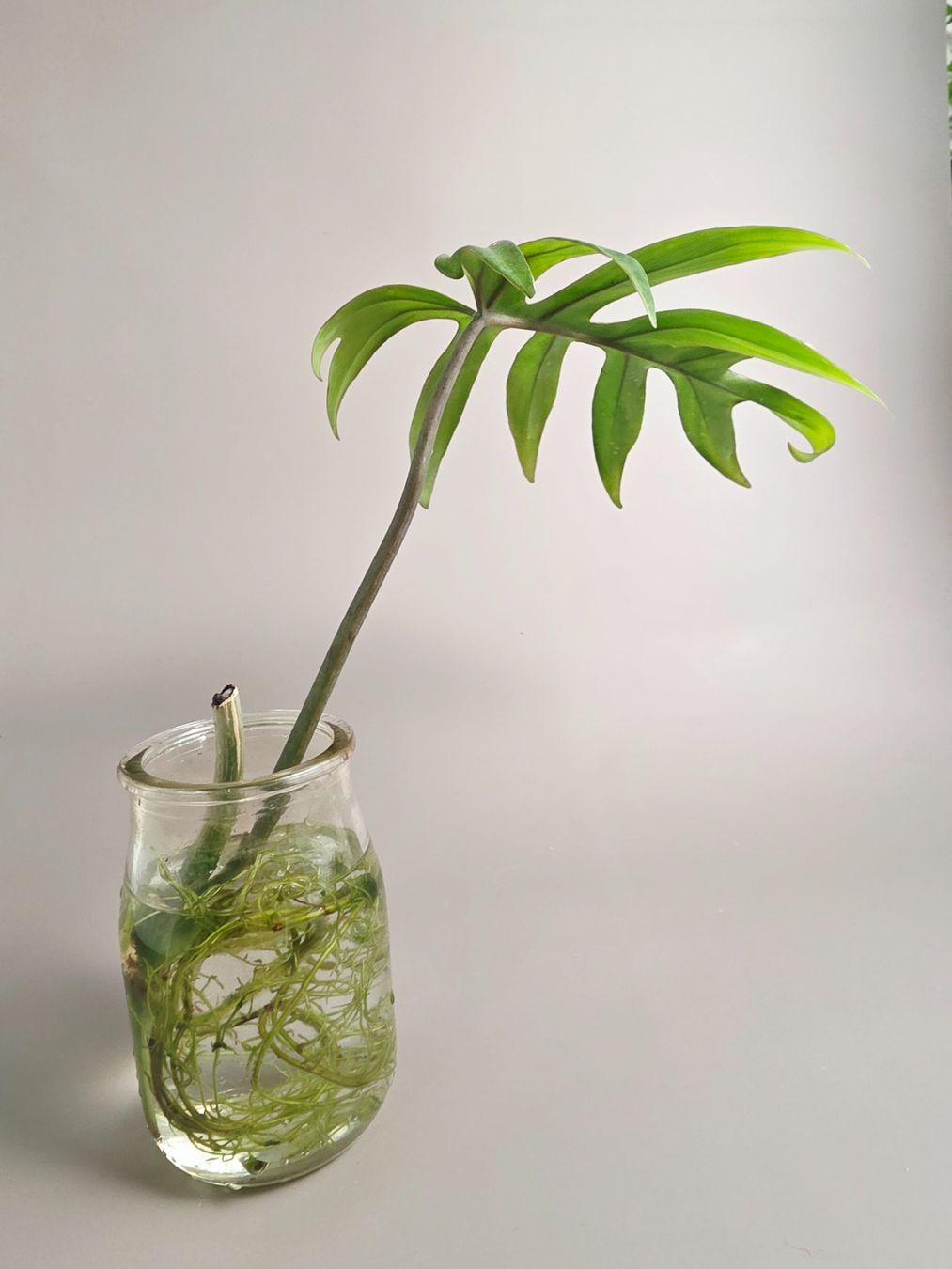 Piante & sementi: Philodendron mayoi Steckling – Nuovo (secondo la descrizione) da Gerolfingen venduto da Azora 4