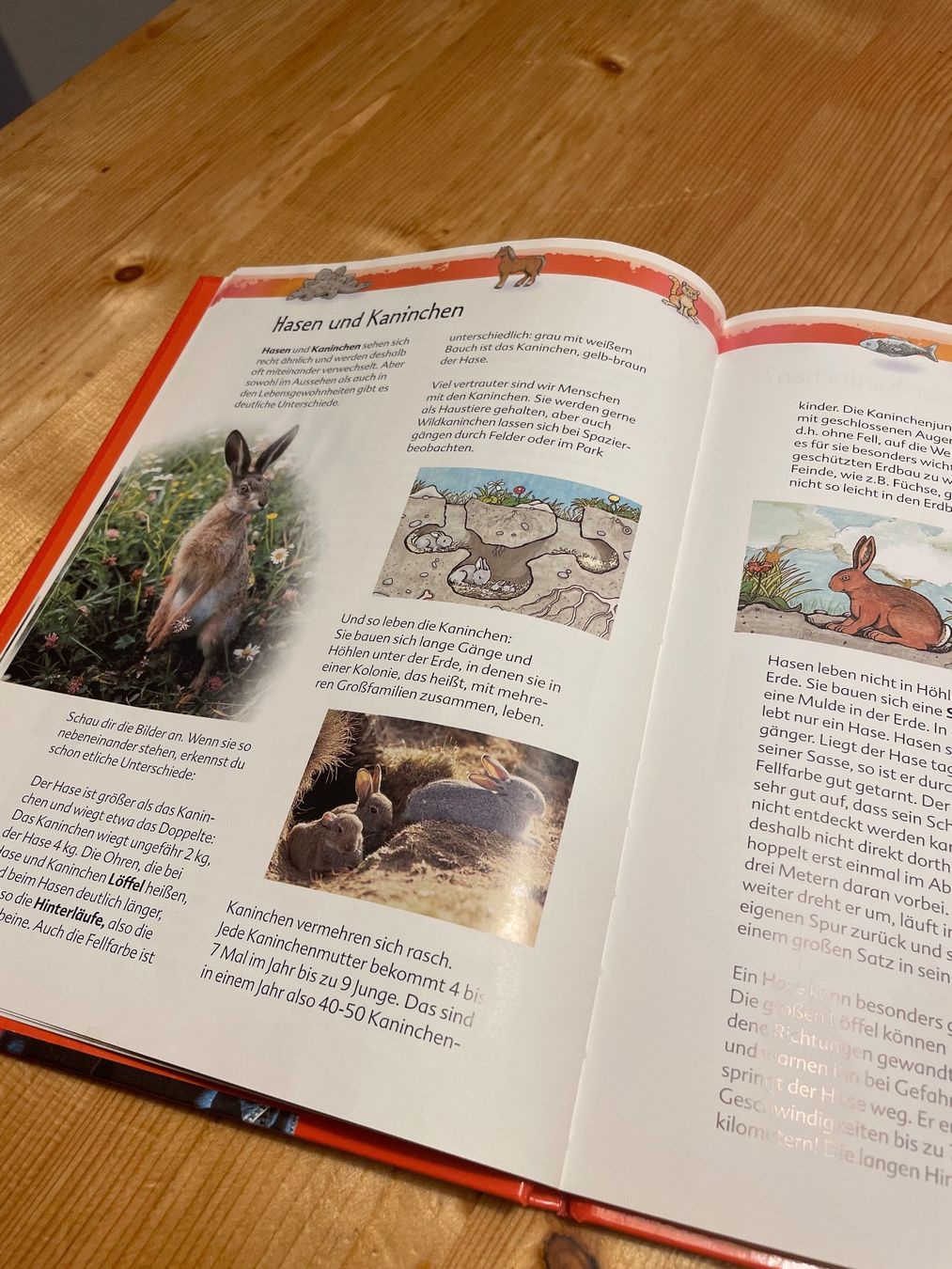 Libri: Kinder-Löwenzahn Kleine und grosse Tiere – Usato da Sent venduto da ManuelB07 4