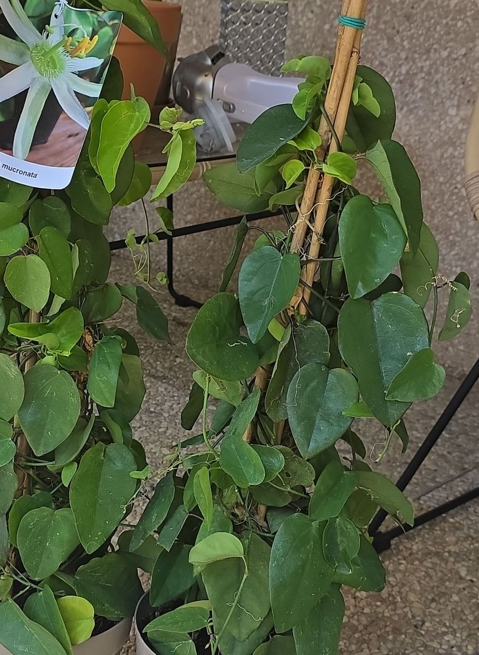 Piante & sementi: 2 Stk - Kletterpflanze Passiflora mucronata. – Usato da Niederscherli venduto da Pemela