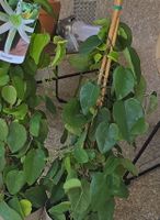 2 Stk - Kletterpflanze Passiflora mucronata.
