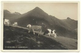LANGENBRUCK Schwengi-Weid Kühe, Handlung G. Biegert-Plattner