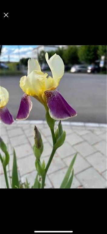 Plantes & graines: Iris und Campanula – D'occasion à Frauenfeld par Irene.Schuppli 1