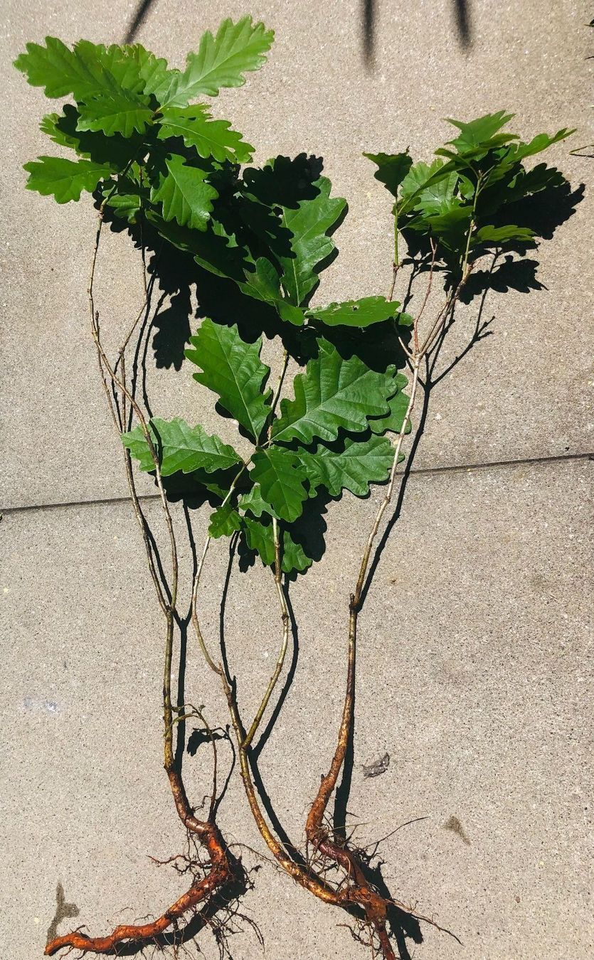 Piante & sementi: 1 Eichen Baumchen 30-50cm‪‪ – Nuovo e nell'imballaggio originale da Rovio venduto da POSITIFFARTandPLANTS 3