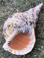 Muschel „TRITONSHORN“