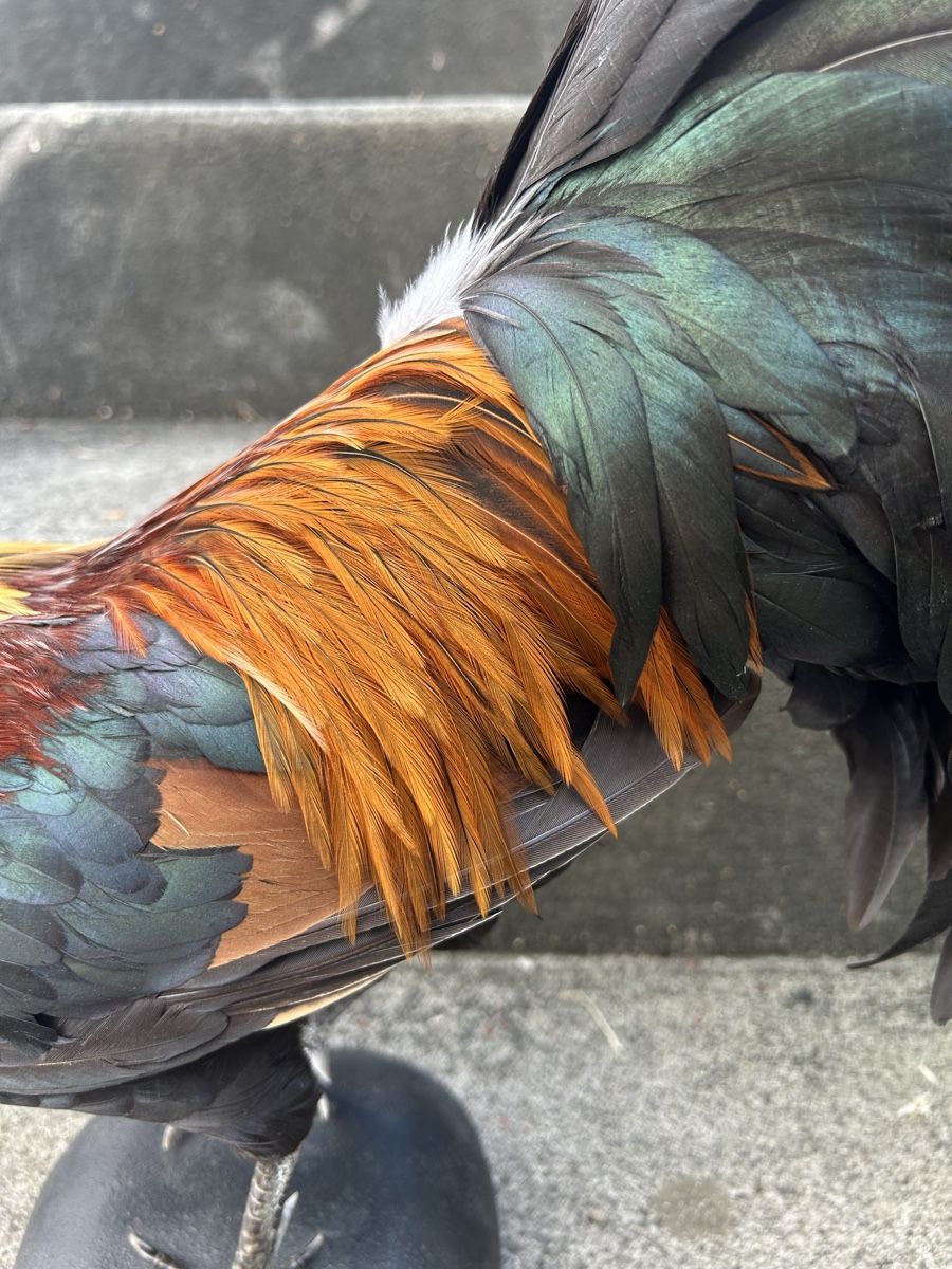 Monde des animaux: Zwerghahn – D'occasion à Buchs AG par Sphenodus 3