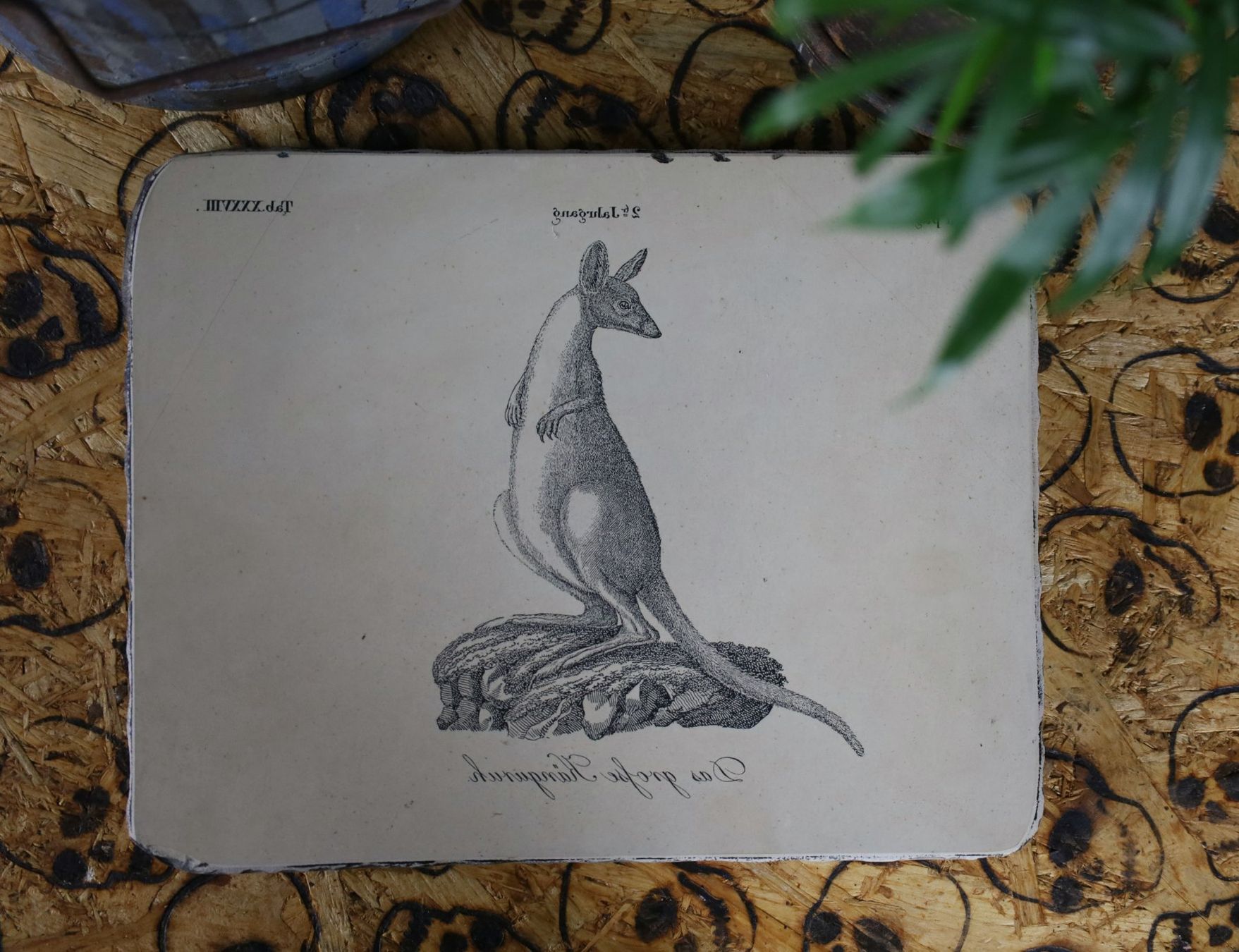 Grafica & Litografie: Lithostein, Lithographie "Das grosse Känguruh" – Usato da Birrwil venduto da brandschatz_birrwil 3