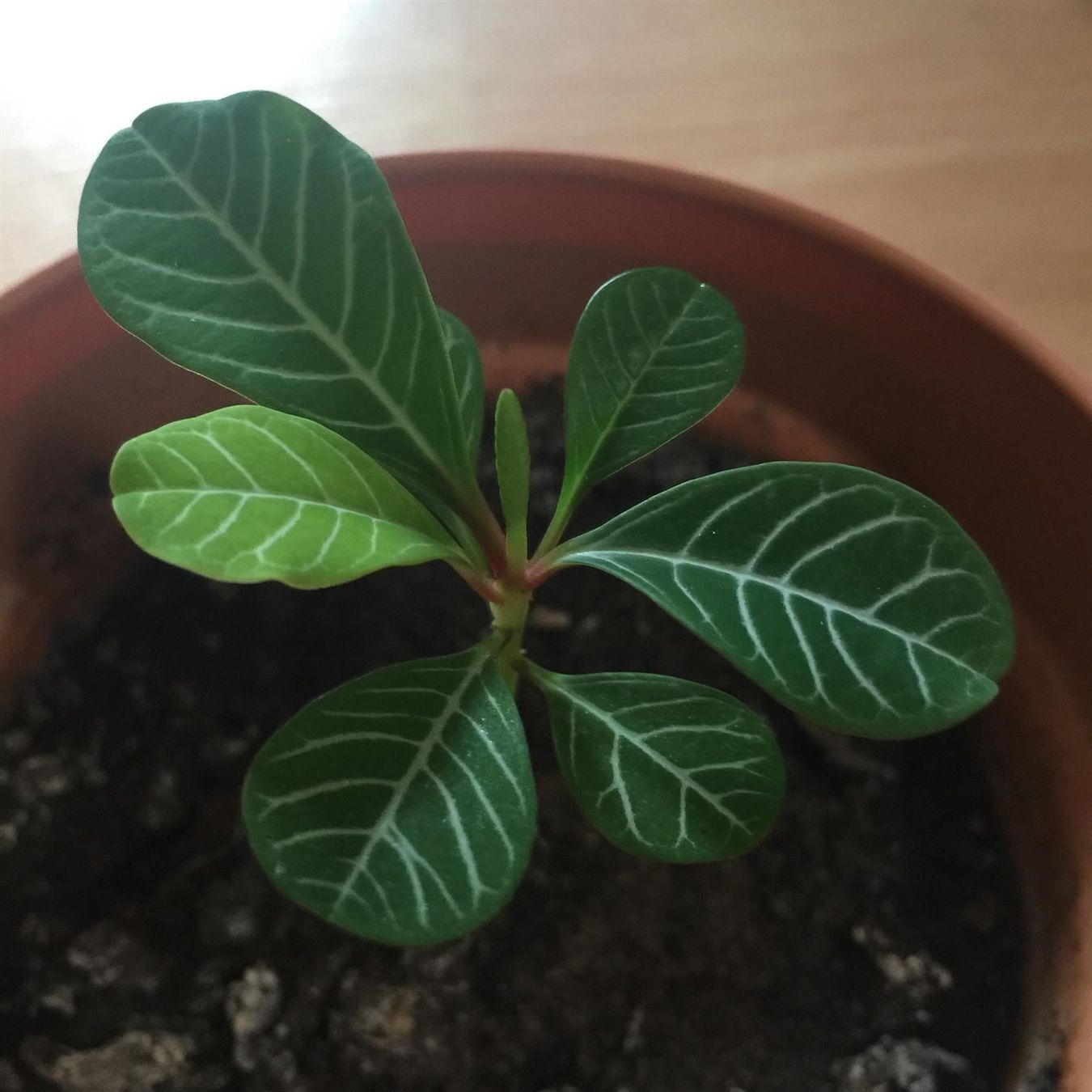 Piante & sementi: Madagaskar-Juwel/junge Spuckpalme – Nuovo (secondo la descrizione) da Winterthur venduto da Aniger 6