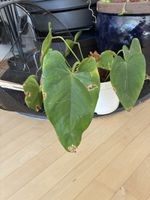 Zimmerpflanze Anthurium grüne Blätter(braucht Pflege)