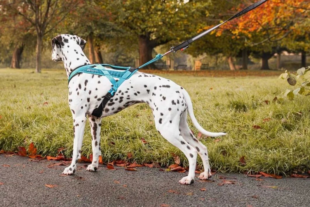 Non-Stop Dogwear Guinzagli & Collari: Rush Harness Non-Stop Dogwear – Usato da Fribourg venduto da LaureMonin