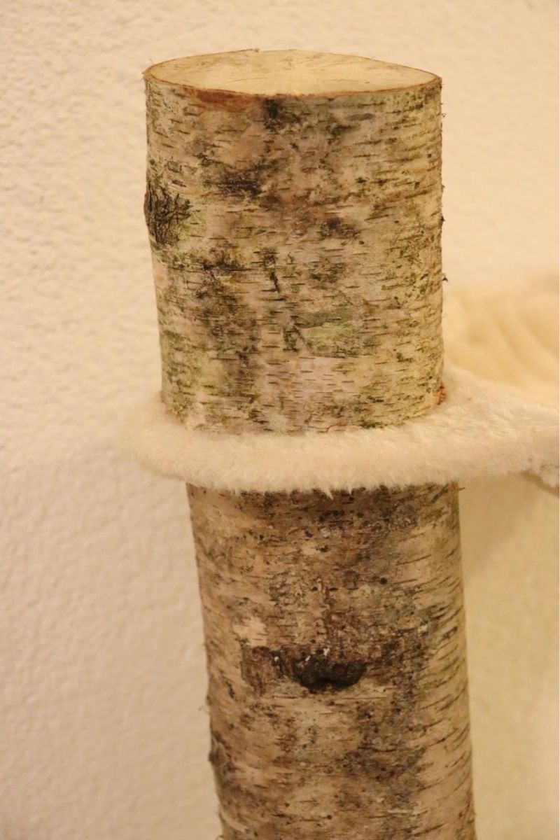 Tiragraffi: UNIKAT-BIRKEN-KATZENBAUM – Nuovo e nell'imballaggio originale da Glarus venduto da PBachmann 5