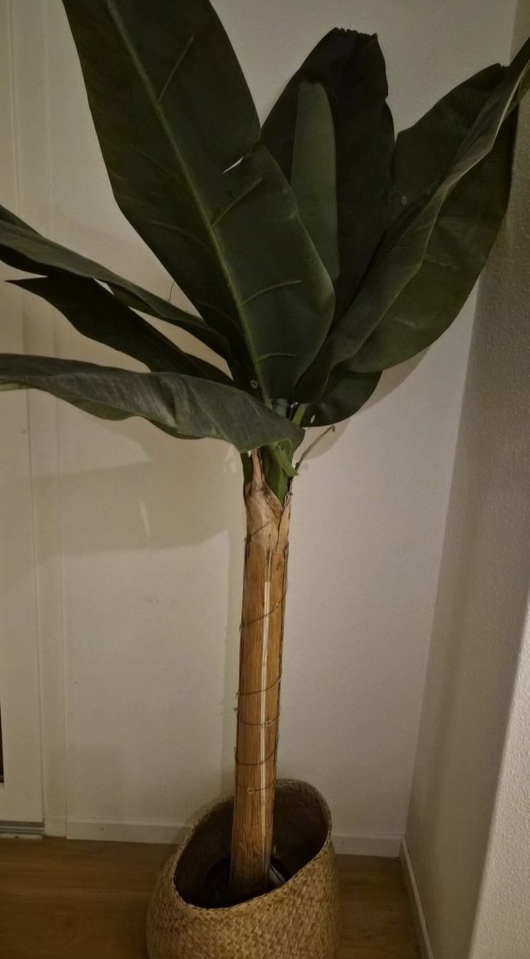 Piante & sementi: Artificial Banana Tree with Basket – Nuovo (secondo la descrizione) da Maur venduto da Sofi___ 2