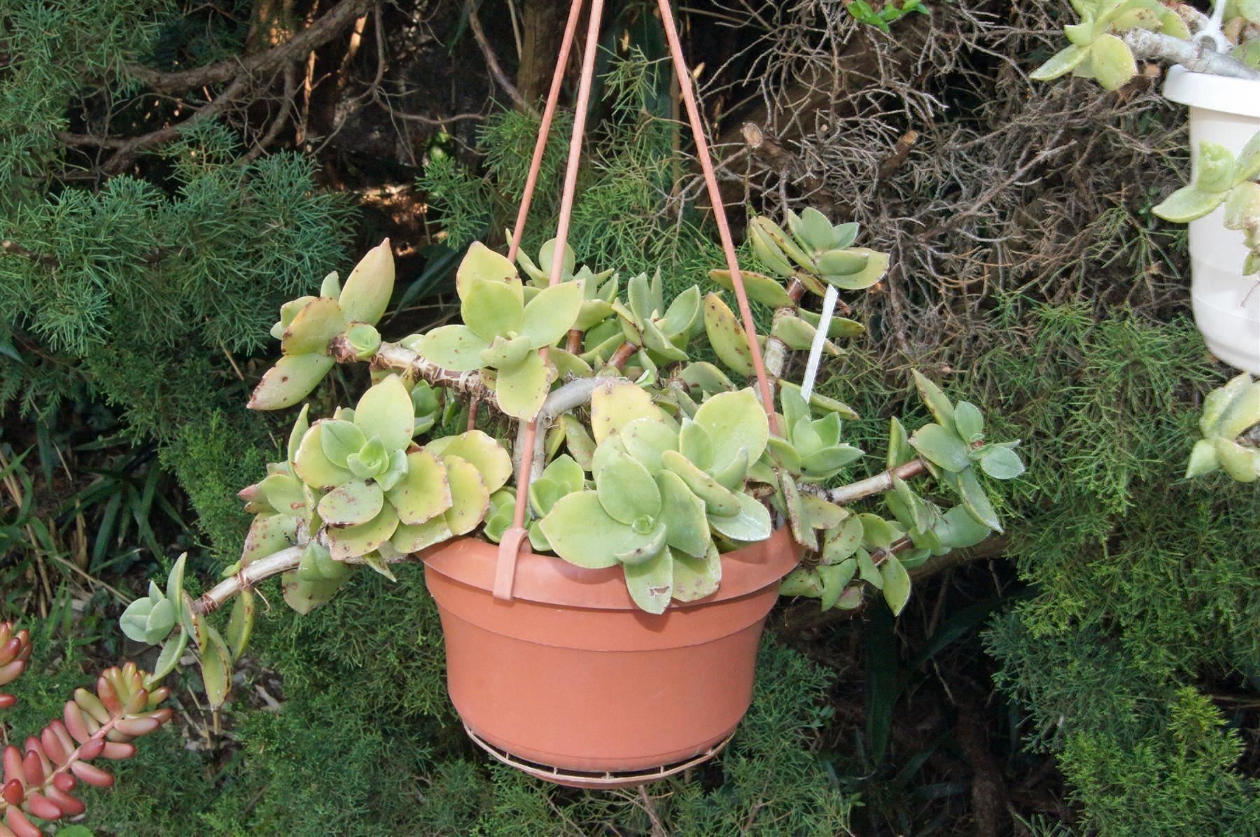 Piante & sementi: Crassula lactea Ampelpflanze – Nuovo (secondo la descrizione) da Geroldswil venduto da botanicals