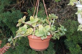 Crassula lactea Ampelpflanze