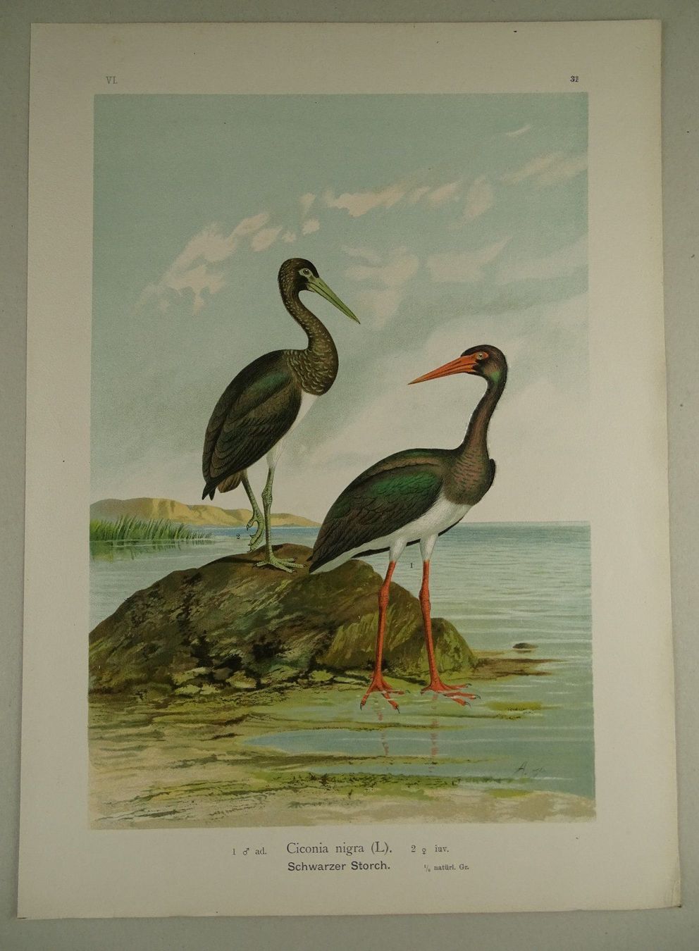 Grafica & Litografie: SCHWARZER STORCH CHROMOLITHOGRAPHIE 1900 – Usato da Grüningen venduto da Kartensammler 1