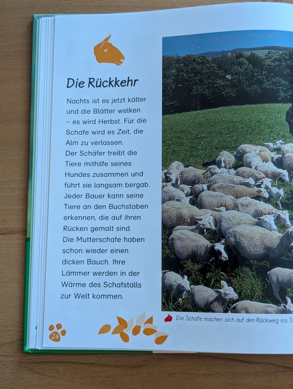 Libri: Sachbuch: Das Schaf/ Esslinger – Usato da Weite venduto da Nur63 2