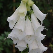 Profile image of Foxglove