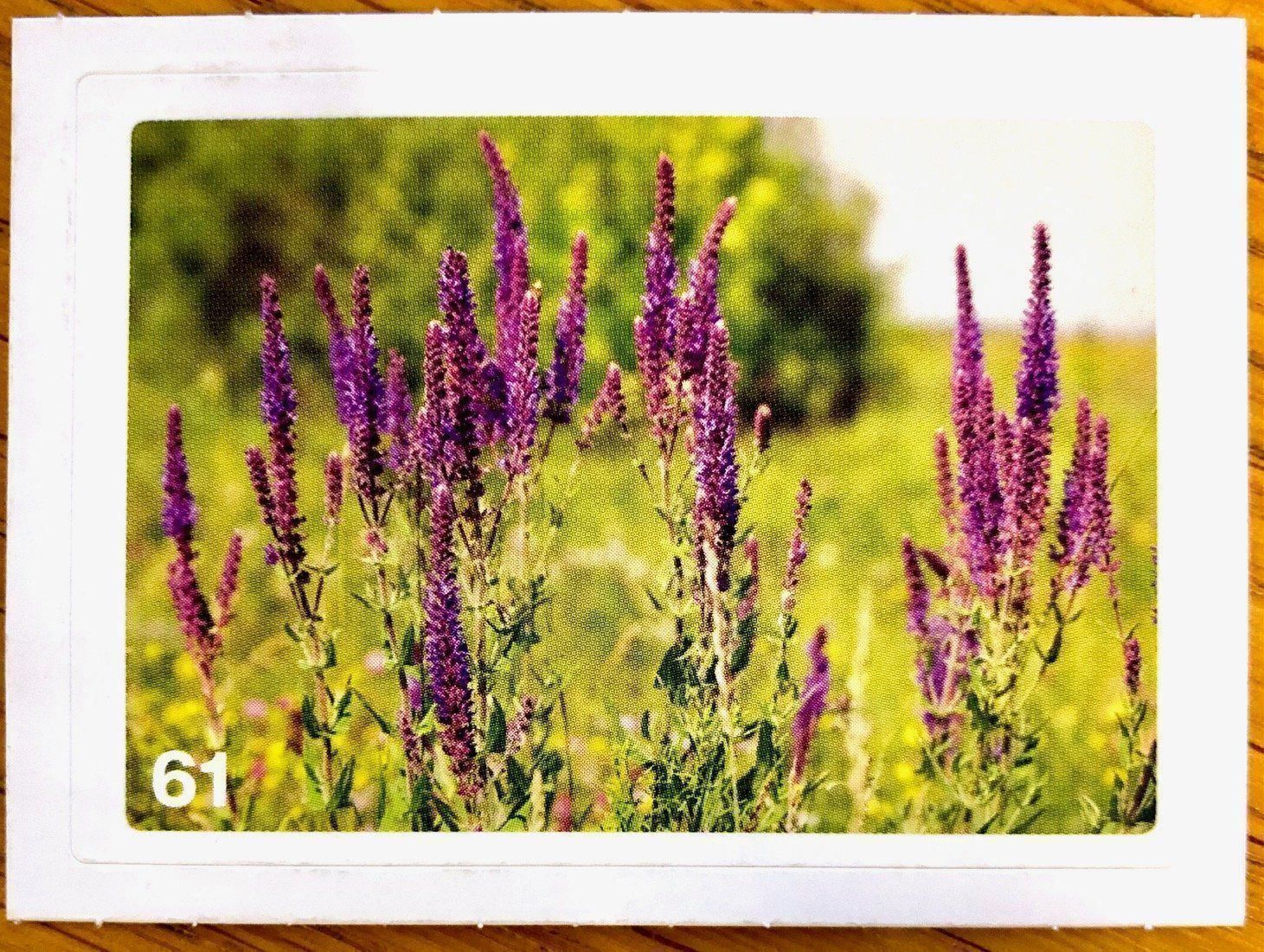 Migros Carte collezionabili: Migros Nature Detectives - Bild Nr. 61 – Nuovo (secondo la descrizione) da Oberrieden venduto da Zimmerberg10