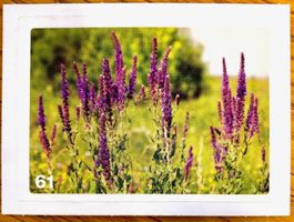 Migros Nature Detectives - Bild Nr. 61